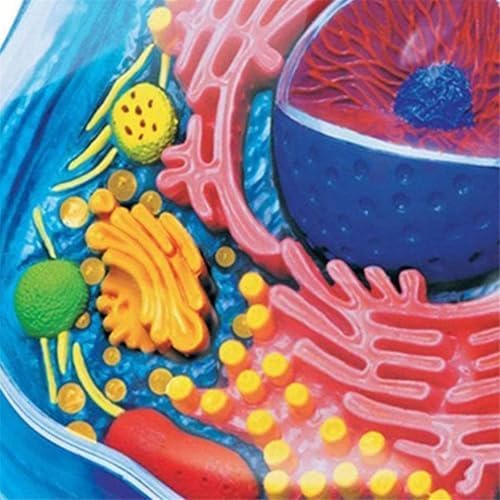 Biology Animal and Plant Cell Models, Assembly and Medical Lessons Cell Model Teaching(Animal Cells) - Image 6