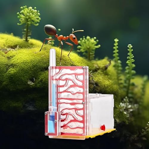 Nest Display Box, Habitat for Scientific Observation, Children's Day Gift, Red - Image 6