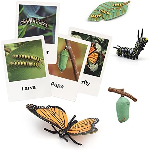 Montessori Life Cycle Animal Figures with Flash Cards, Plastic Insects Monarch Butterfly Kit Caterpillar Toy for Kids, Realistic Animal Figurines (Butterfly) by MIKNEKE