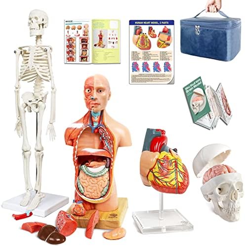 Human Body, Skeleton, Heart, Half Size Skull with Brain Models by EVOTECHSCIENTIFIC