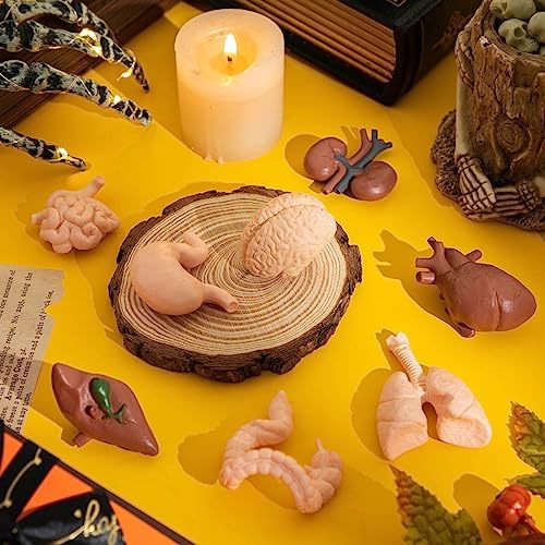 8PCS Mini Human Body Model for Kids - Image 4