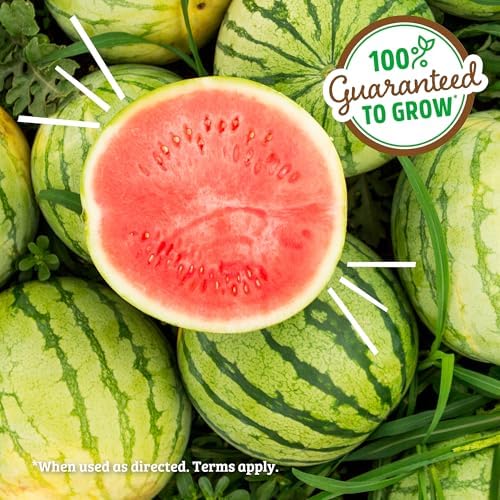 Back to the Roots Organic Watermelon Grow Kit - Image 4
