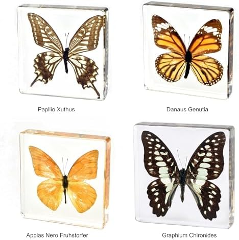 4pcs Real Taxidermy Butterfly Specimen in Crystal Resin Preserved - Image 3