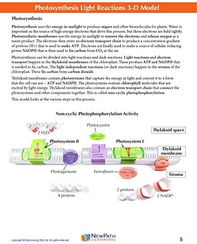 NewPath Learning Photosynthesis & Light Reactions 3-D Paper Model Making Kit, Set/5 Full-Color, Paper Model Templates & Teacher Guide (24-7728) - Image 5