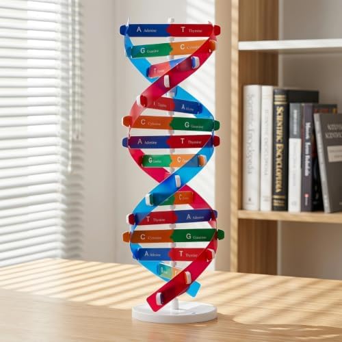 NUOBESTY Educational DNA Double Helix Model Kit for Kids Interactive Biology Science Toy for Hands-on Learning 14.56 Inch DNA Structure Teaching Aid for Classroom and Home - Image 6