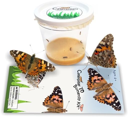 5 Live Caterpillars for Butterfly Kits, Refill with Food, Rearing Supplies - Image 4
