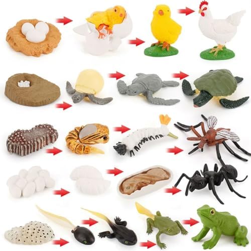 Montessori Animal Life Cycle Figurines - Image 2