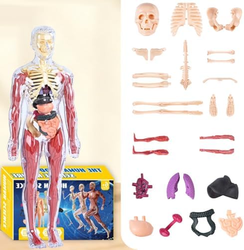 Human Anatomy Body Model,Skeletal Parts Children's Toy,for Kids Ages 4-8, for 4 5 6 7 8 Year Old Boy Birthday Gift,Human Model Skeleton Organ Assembly Toy - Image 5