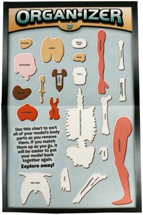 SMARTLAB Toys Totally Squishy from Head-to-Toe - 60 Pieces - 36 Removable Parts - 12" Human Body Model & Stand - 24-Page Illustrated Book - Includes Glowing Eyeballs! - Image 6