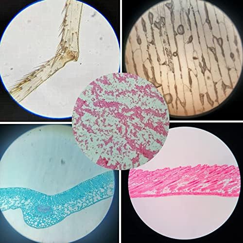 Prepared Plastic Microscope Slides with Specimens for Kids, Microscope Sample Slides Full Range of Animal/Plant/Insect/Blood Biology Slides Gift Set for Kids Microscope (60PCS) - Image 5