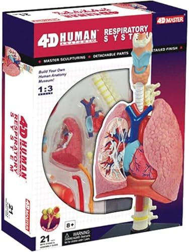 4D Respiratory System Model Lung Model Anatomical, Model of Human Heart and Lungs 21 Removable Parts for Medical Teaching by Unknown