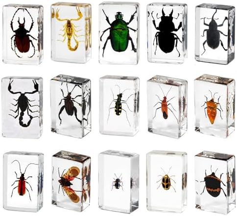 15-Pack Real Insect Specimens in Resin Preserved, Bugs Taxidermy by Aolowewin