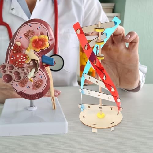 2psc DNA Double Helix Model Kit for Teaching Biology Projects - Image 6