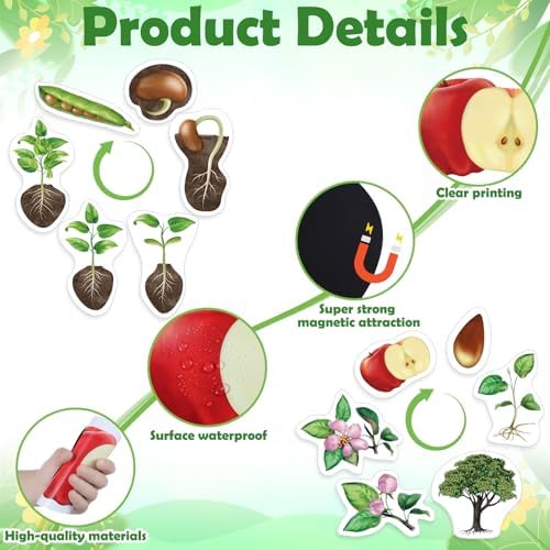 Relaxweex 12 Pcs Magnetic Plant Life Cycle Toys for Kids Educational Preschool Science Center Materials Plant Life Cycle for Kids Science Exploration Activities Learning Game Classroom Supplies - Image 3
