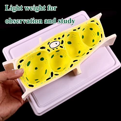 Model Teaching Model Onion Epidermal Cell Model Standard Microscope Magnification Model Plant Cell Model Biology Teaching Models for Teaching - Image 5