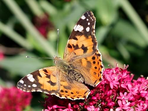 Insect Lore Butterfly Garden Experience | No Fee Prepaid Voucher | Redeem Raise and Release 5 Baby Painted Lady Caterpillars | Observation Habitat and All Supplies Included - Image 3