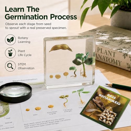 Bean Germination Resin Specimen,5 Stages of Bean Seed Growth Preserved in Clear Resin, Biology Teaching Aid,Homeschool Science,Unique Home Office Desk,Gift (3.74×3.74×0.79 in) - Image 4