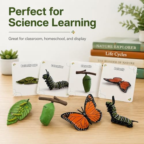 Montessori Life Cycle Animal Figures with Flash Cards, Lifelike Animal Growth Cycle Biological Model Set (Butterfly) - Image 3