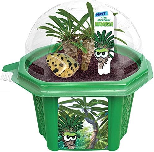 Toys By Nature Character Micro Domes Palm Plant Terrarium Starter Kit, Decorative and Easy-to-Grow Mini Terrariums with Complete Supplies and Genuine Jasper Stone! (Matt The Madagascar Mini Palm) - Image 2