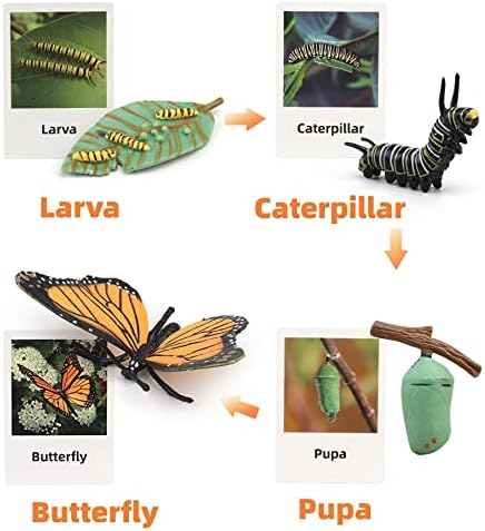 Montessori Life Cycle Learning & Education Toys, Plastic Insect Ladybug Monarch Butterfly Tadpole to Frog Kit, Preschool Learning Activities - Image 3