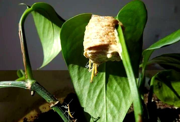 Praying Mantis Ootheca Egg Case Habitat Kit with(Ten Egg Cases) – Equipped with 10 pins to Nail the Mantis Ootheca to the Trunk, Release the Mantis into Nature,stem Toys,Perfect for STEM Education - Image 5