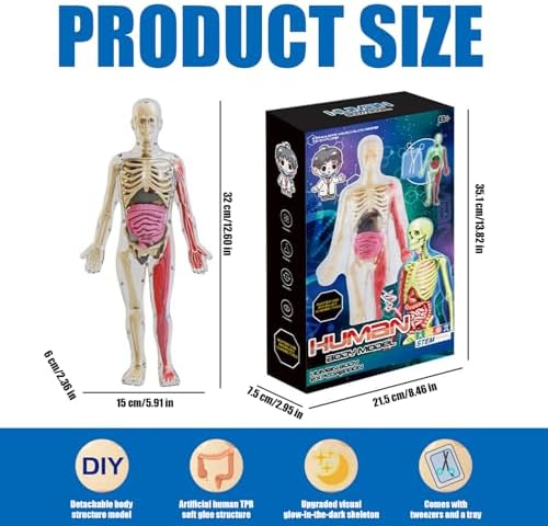 Human Body Model for Kids, Glow in The Dark Realistic Human Anatomy Model, DIY Detachable Body, Educational Anatomy for Kids - Image 6