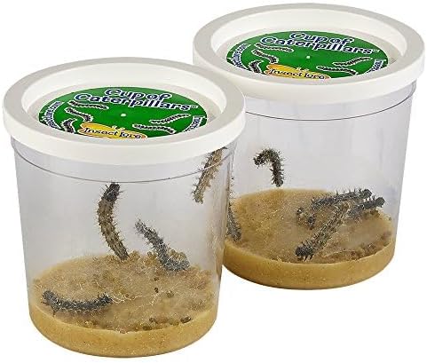 Insect Lore 2 Cups of Caterpillars Basic - 10 Live Baby Painted Lady Caterpillars - Refill for Habitat Kit - Caterpillars and Food Included - Image 6