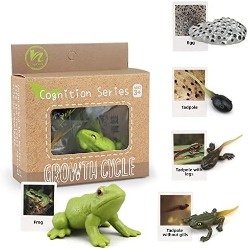 Montessori Frog Life Cycle with Flash Cards, Plastic Insects Tadpole to Frog Kit Toy, Realistic Animal Figurines - Image 4