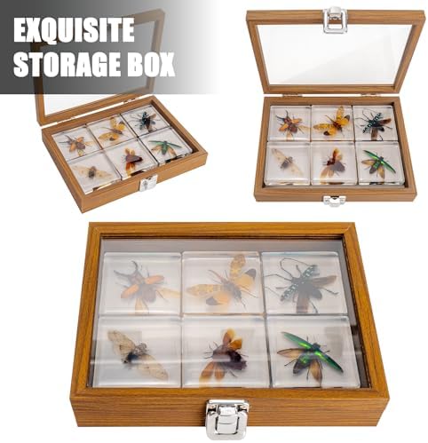 Insect Specimen Set, Bugs Collection Scientific Education Gift for Kids Aged 3-8-12 (Flatheaded Borer, Stag Beetle, Lanternfly, Longhorned Beetle, Cicada, Stink Bug) - Image 2