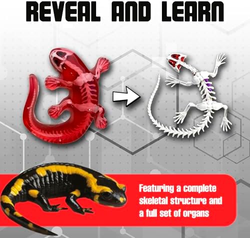 Dissect-It Kit for Kids, Simulated Synthetic Lab Dissection Toy, Salamander STEM Toys for Animal Science, Biology, and Anatomy - Image 4