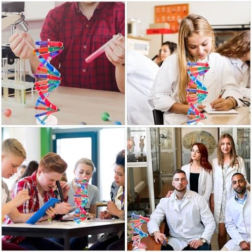 Veemoon Double Helix DNA Model, 2pcs DNA Components Kit Organic Chemistry Biological Science Educational Teaching Instrument Molecular Popularization Aid Props for Home Classroom Genes Learning - Image 5