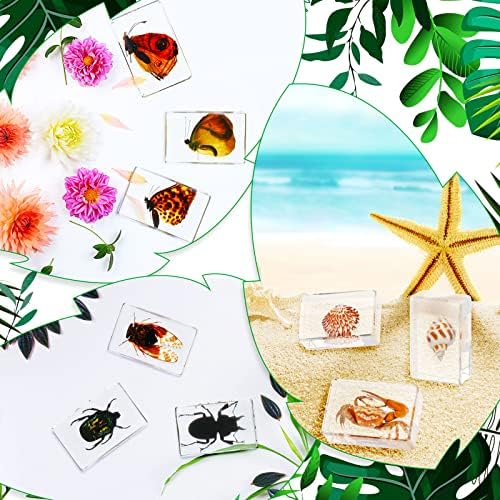 40 Pcs Insect in Resin Specimen Bugs Collection Paperweights Real Bugs in Resin Various Insect Specimen for Kids Scientific Educational Supplies - Image 5