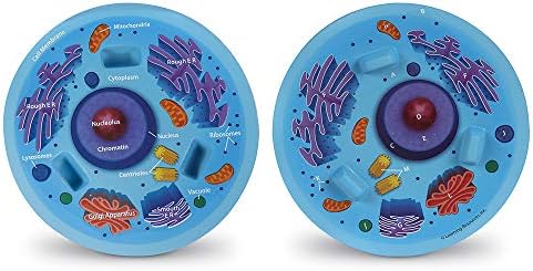Learning Resources Cross-Section Animal Cell Model - Image 3