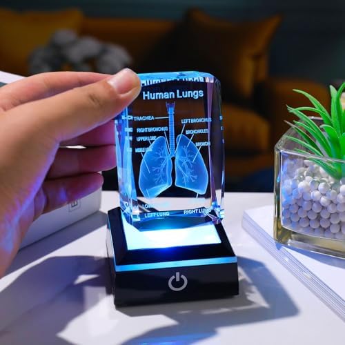 Movdyka 3D Human Lung Anatomy Model Biology Doctor Gifts for Men - Image 3
