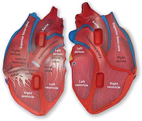 Learning Resources Cross-Section Human Heart Model - Image 3