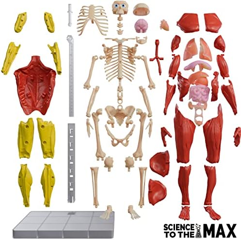 Be Amazing! Toys Interactive Human Body Anatomy Figure, 60 Pieces, Ages 8+ - Image 5