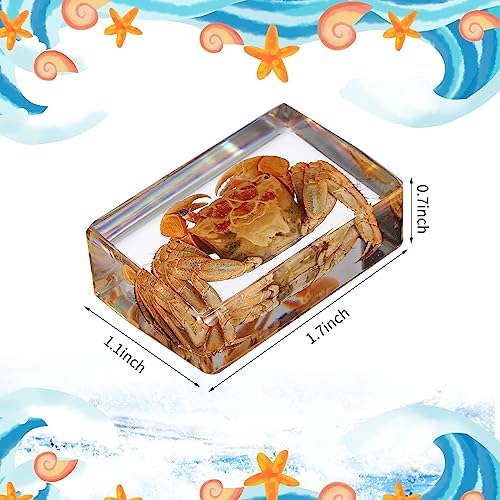 16 Pcs Ocean Animal Insect in Resin Specimen Bugs Collection Paperweights，16 Styles Real Bug Specimen Bug Kit Preserved in Resin for Scientific Educational Display Supplies (Ocean) - Image 2