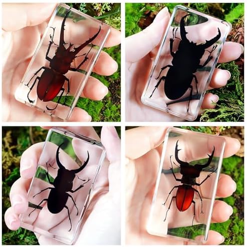 9 Real Beetle Spider Insect Specimens in Resin Crystal Preserved - Image 5