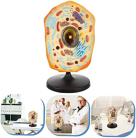 Animal Cell Teaching Kit for Students Educational Cell Anatomy Display Detachable Organelles for Biology Classroom Demonstrations and Learning Activities - Image 3