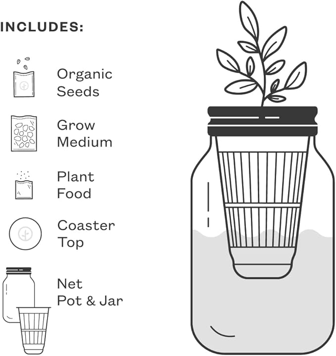 Modern Sprout New & Improved Mason Jar Grow Set 6pk, Indoor Herb Garden, Seed Starter Set, Organic Seeds, Hydroponic Growing (Basil + Mint + Parsley + Cilantro + Rosemary+ Lavender)
