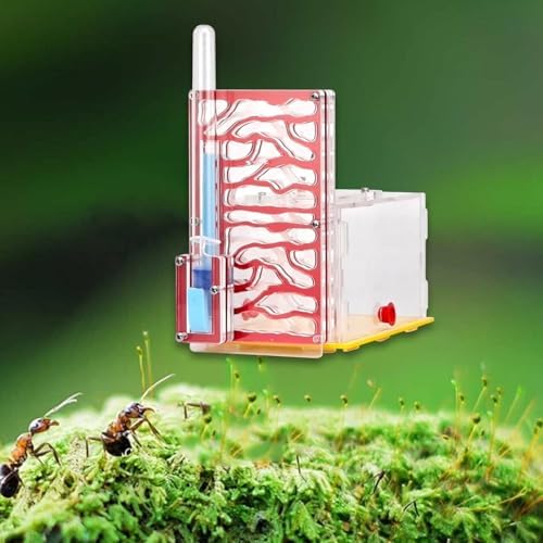 Nest Display Box, Habitat for Scientific Observation, Children's Day Gift, Red - Image 4