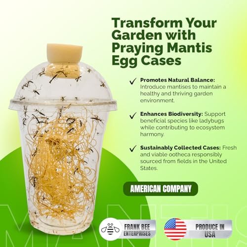 USMANTIS Praying Mantis Ootheca Egg Case with Hatching Habitat Cup - T Sinensis, Brown, Insect Terrarium, Science Kits, Indoor/Outdoor - Image 6
