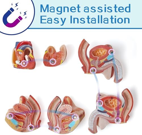 Human Body Deluxe Musculature Model, 16 Pcs Removable 17 Inch Human Torso - Image 5