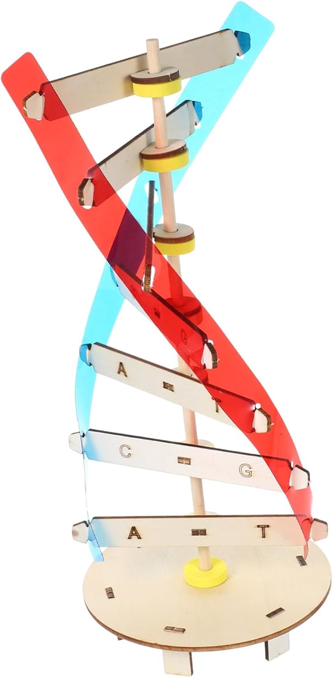 DIY Human DNA Double Helix Model Kit Educational Stem for Molecular Structure Building Enhancing Fine Motor Skills and Biology Learning Science Project for Boys