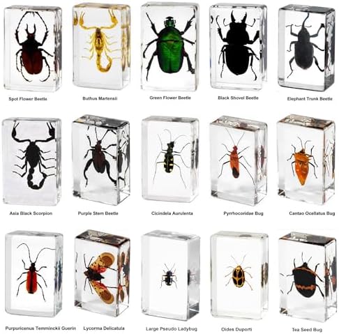 15-Pack Real Insect Specimens in Resin Preserved, Bugs Taxidermy - Image 4