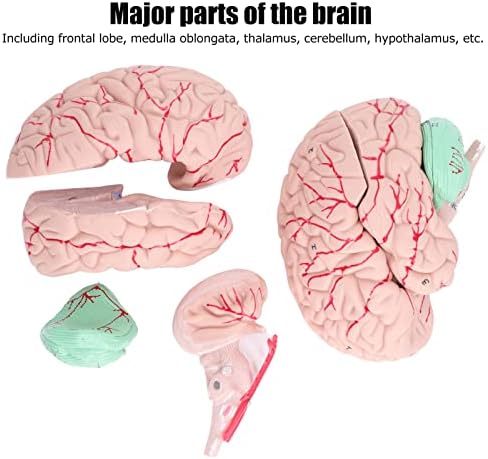 Human Brain Model Anatomy for Kids, Neuroscience Study Brain with Major Parts, Detachable Cross Sectional Brain Mold with Study Card for School Home Use - Image 6