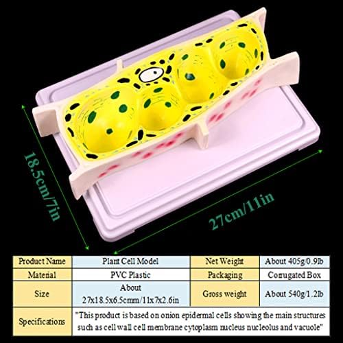 Model Teaching Model Onion Epidermal Cell Model Standard Microscope Magnification Model Plant Cell Model Biology Teaching Models for Teaching - Image 2