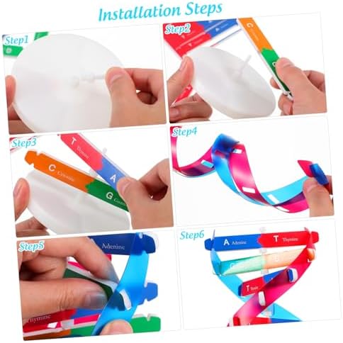 DNA Double Helix Model Kit with Stand for Students and Children - Image 7