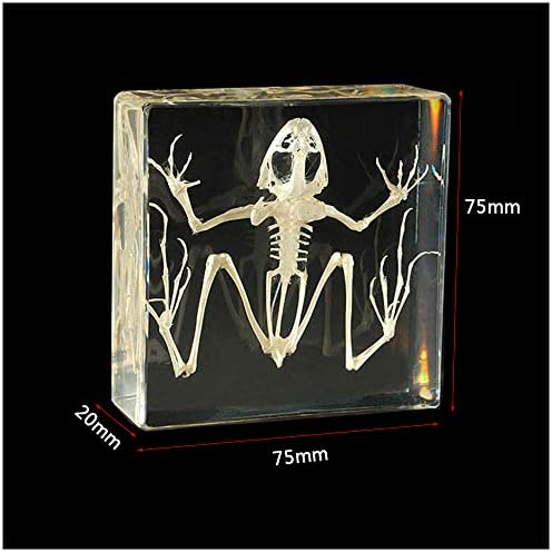 Real Frog Skeleton Specimens - Frog Skeleton Natural Bone Model - Transparent Resin Animal Skeleton Embedding Specimen - Science Education Animal Anatomyl Specimen - Image 3