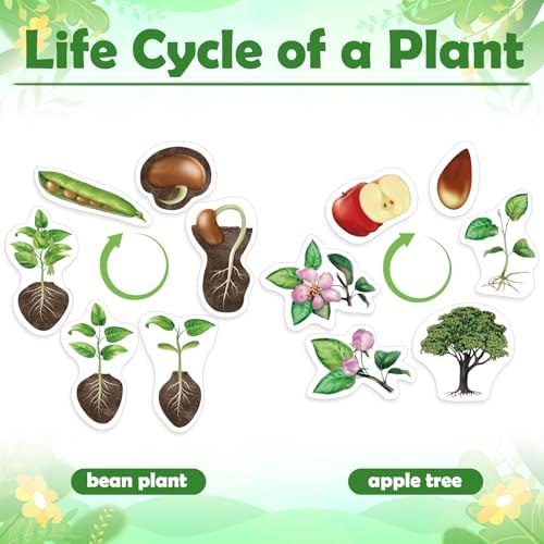 Relaxweex 12 Pcs Magnetic Plant Life Cycle Toys for Kids Educational Preschool Science Center Materials Plant Life Cycle for Kids Science Exploration Activities Learning Game Classroom Supplies - Image 4